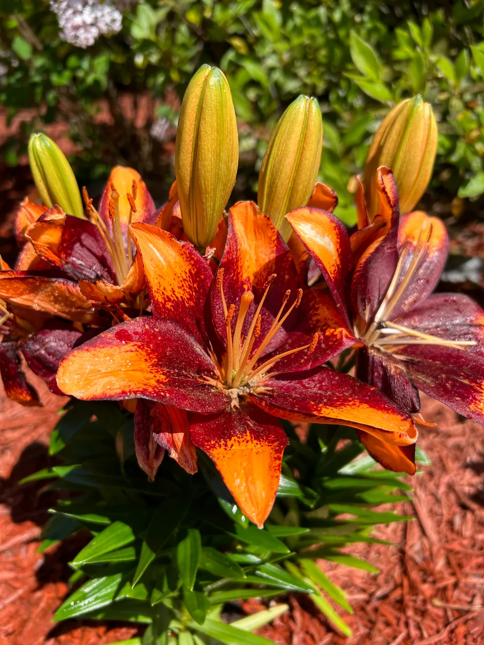 Close-up of orange and deep red lilies in bloom, with green buds still closed above them.